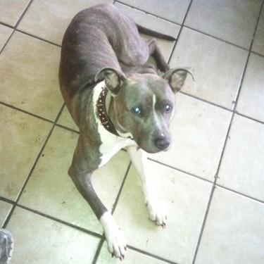 Hulls Lacey Pit Bull front.jpg